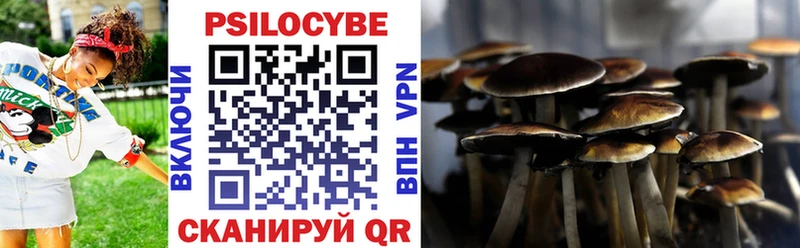 Псилоцибиновые грибы Cubensis  где продают наркотики  Шилка 
